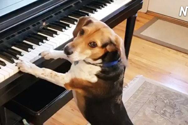 vid-n1408-NTD-dog-plays-piano-600x400.jpg