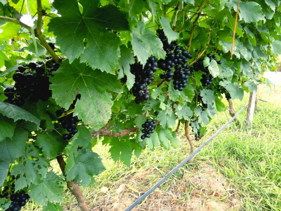 Table-Grapes-Fresh-All-Year-Around-2.jpg