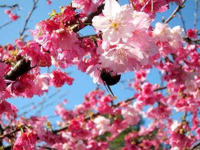 cherry blossom 032.jpg