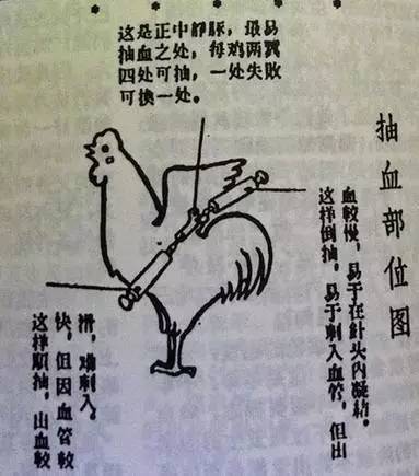 鸡血疗法3.jpeg