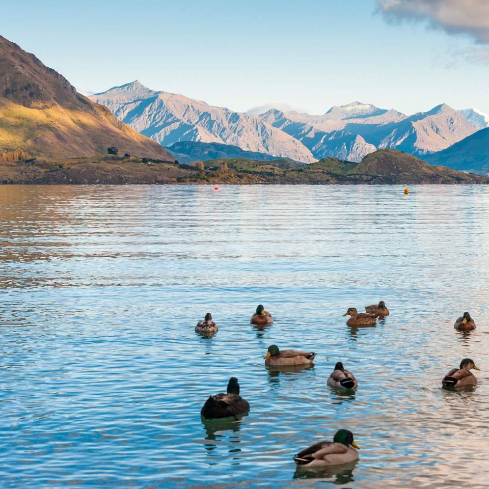 -wanaka.jpg