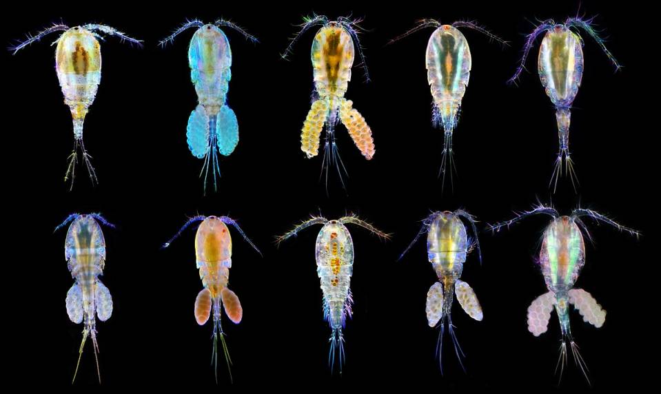 copepod.jpg