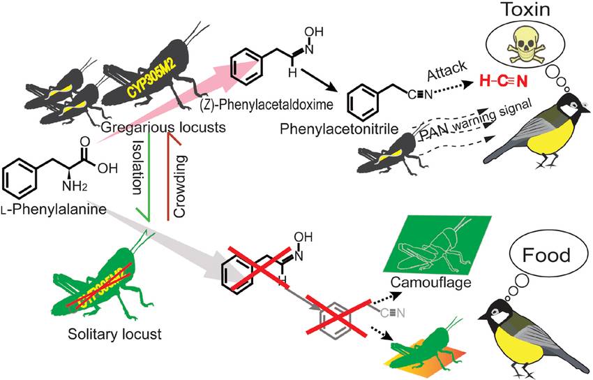 Solitary Locust &amp; Gregarious Locusts.jpg