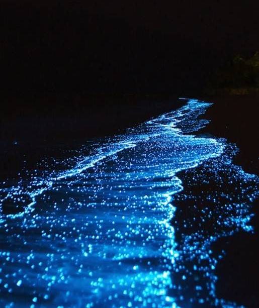 Noctiluca scintillans.jpg