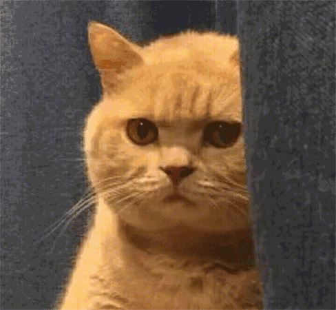 v2-1ea8e2aaddd2269cc4215f11267f6d3c_b.gif