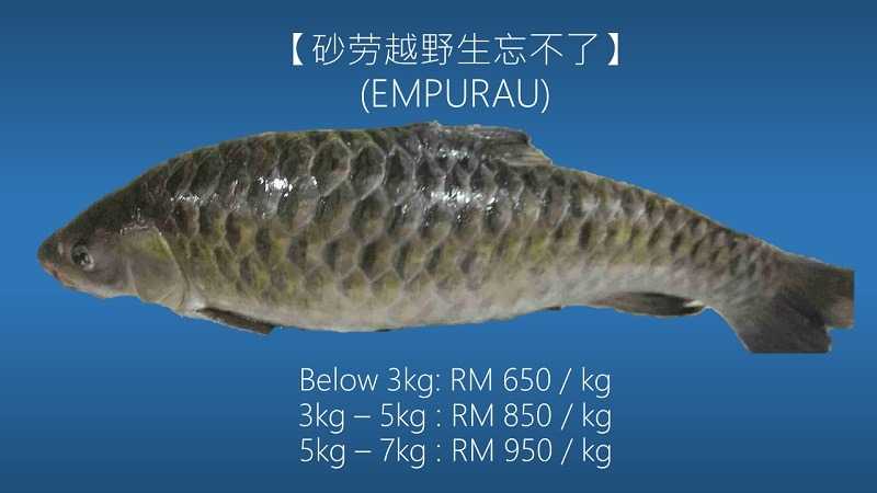 harga-ikan-empurau-paling-mahal-dalam-malaysia.jpg