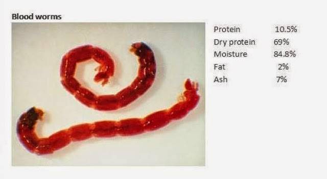 blood worm.jpg
