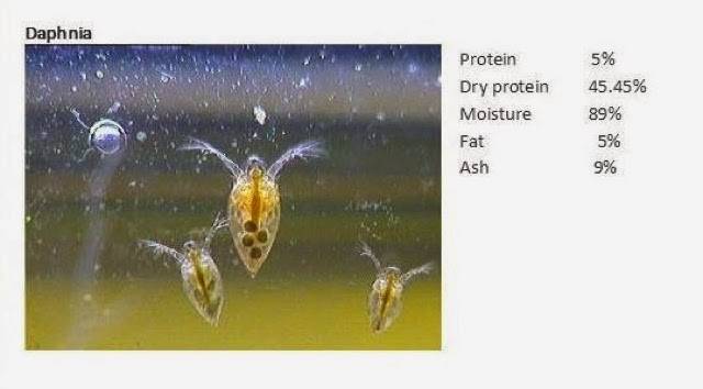 Daphnia.jpg