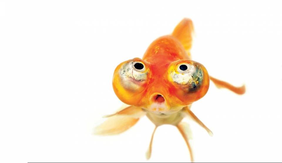 Goldfish.JPG