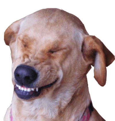 giphy.gif