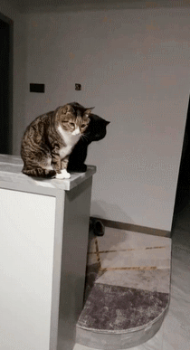 2021_0406_afa1f2c8g00qr54yj0348c0005u00arm.gif
