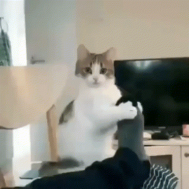 bored-cat.gif