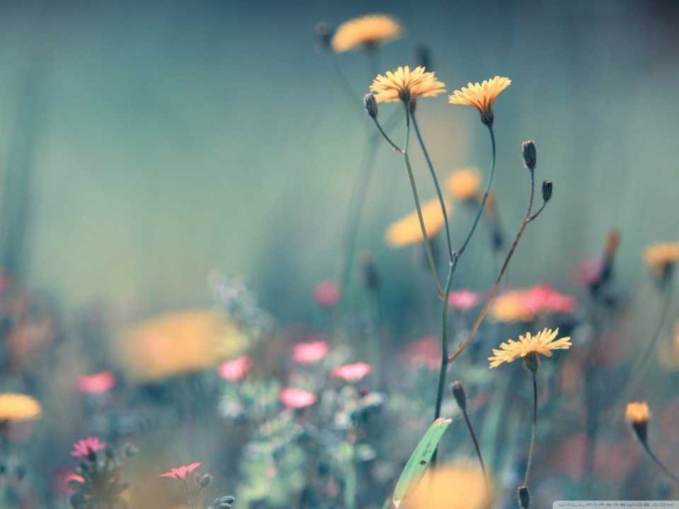 dandelion_flowers_3-wallpaper-1440x1080.jpg