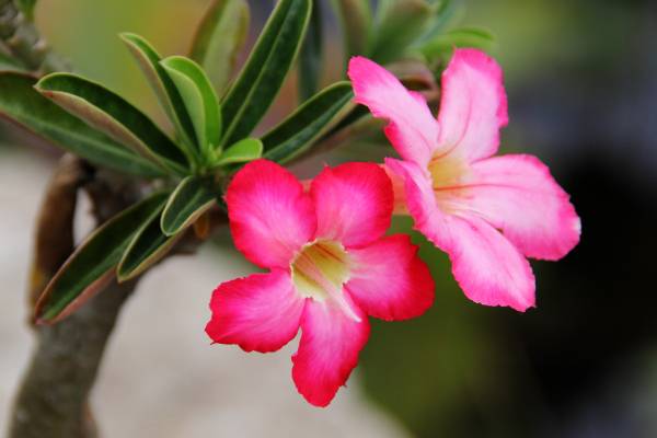 Adenium_obesum_(4)_1200.jpg