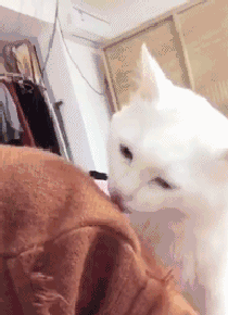 v2-68b1064e378c8a21e24e0b6fff2fa9f2_b.gif
