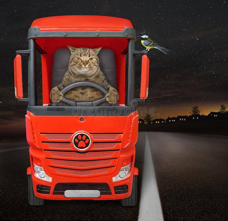 夜间开红色卡车的猫-夜间，米色的猫在高速公路上开着一辆红色的卡车-一只鸟在汽车镜子.jpg