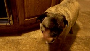 Pug-Licking-Its-Own-Face.gif