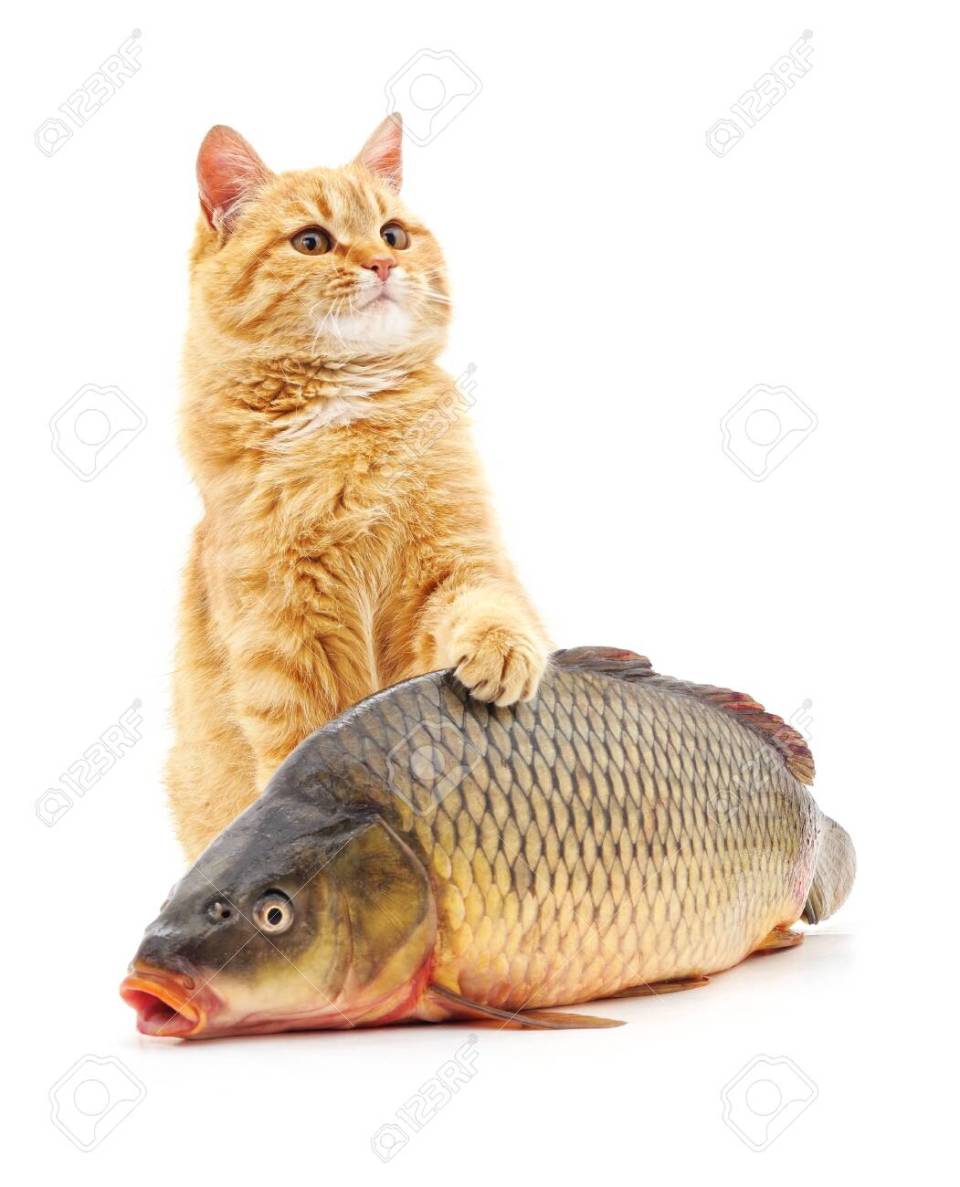 129077782-cat-and-fish-isolated-on-a-white-background-.jpg