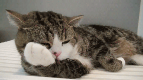 0065eRdZjw9erj9j7uj4zg30dw07tnog.gif