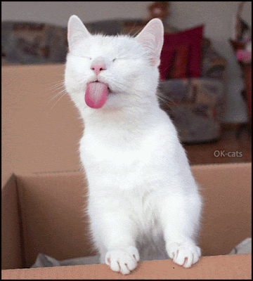 ARTistic Cat GIF • Na-Na-Na-Na arrogant white Cat in his box sticking her big t.gif