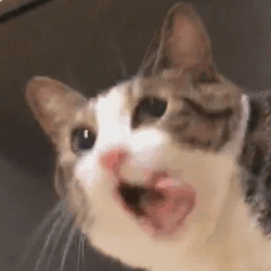 961a5b4953af45169792d545f2202b6c.gif