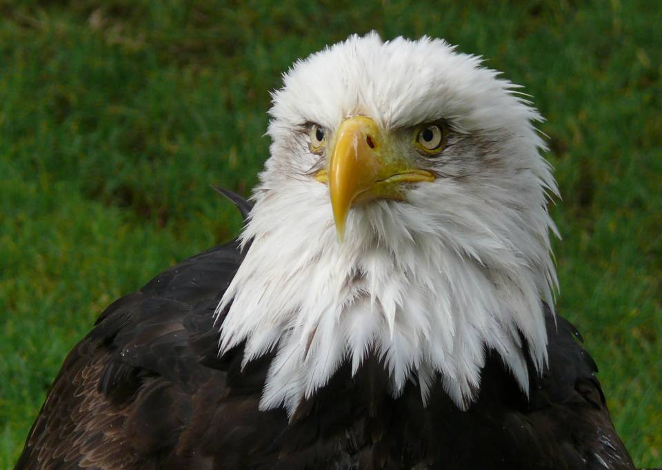 Águila_calva.jpg