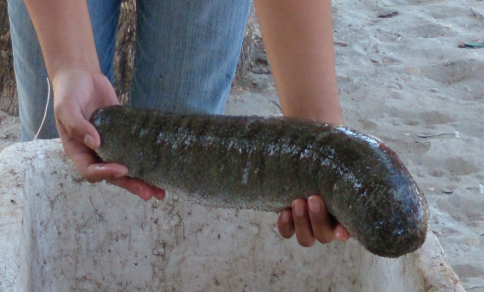 Sustainable-sea-cucumber-How-Singapore-s-The-Aquaculture-Group-will-responsibly-.png