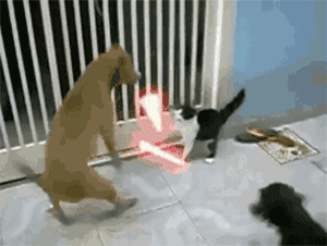 YkWh4Df.gif