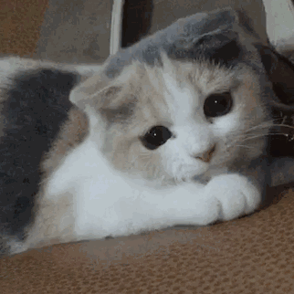 5aa1f8c451c40a8f20aac3f6fb38e714.gif