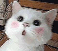 cc19b7e3bf8f4012708996911895ea41.gif