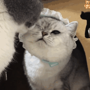 ae2c6e1dly1gfl3x40v0lg209z09z7wh.gif