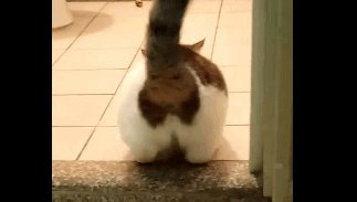 0b532bd7cb9a46b3bd749f8686330e24.gif