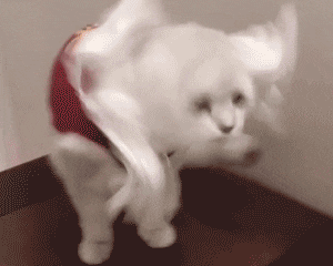 6075a4075ee10WPY.gif