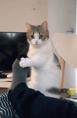 0sjjquZ6B40.gif