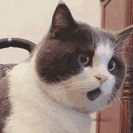 ccfc8b7aa3834f2b8a0b4c1ab4db98e6.gif
