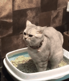 f49de8f008ca9905331bde5aa9a580bc.gif