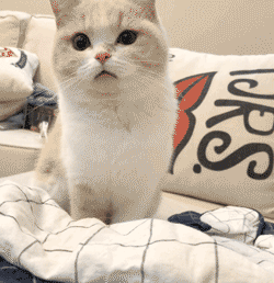 0.gif
