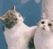 cat-cute.gif