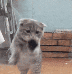 9150e4e5ly1fs9uibvgu4g206y077e81.gif
