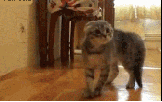 v2-633b4a480b2d10219d8b57fb5df9bcab_b.gif