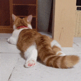 c314ce962b3a45d3ad83e72f2a58d8f5.gif