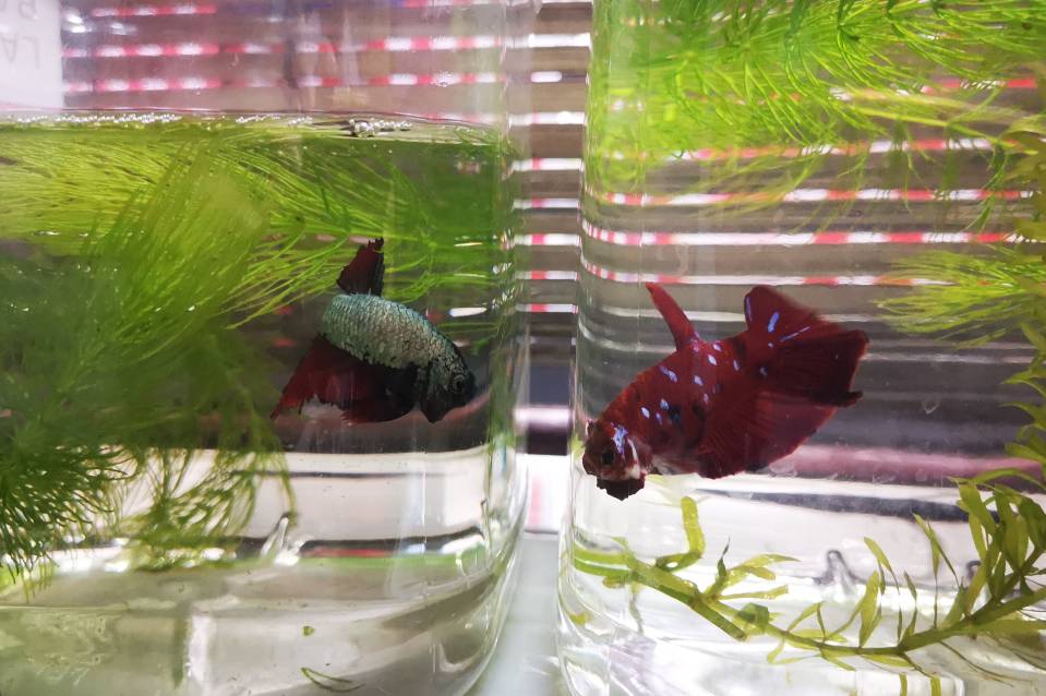 fish.jpg