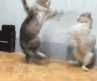 161207771233.gif