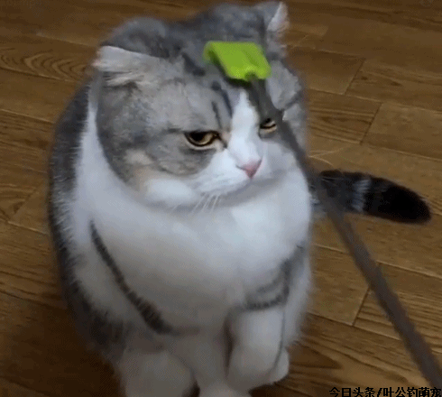 01.gif