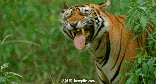 2.gif