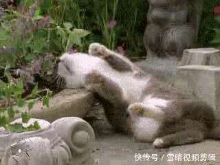 t01b1ff44992e1ef2d9.gif