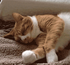 inforec-20220113-ada0cfa4cc29c8a6d967ca49129a6d95.gif
