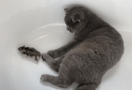 858142a12e96489cbe0bdd527cf437dc (1).gif