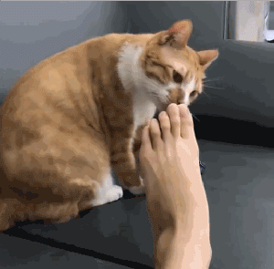 https_______mmbiz.qpic.cn___mmbiz_gif___C6xeiapnHicQqUYjf2GGW8N961FX8hMIvN1LkccF.gif