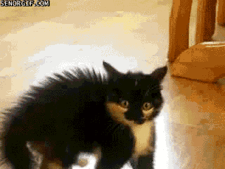0.gif